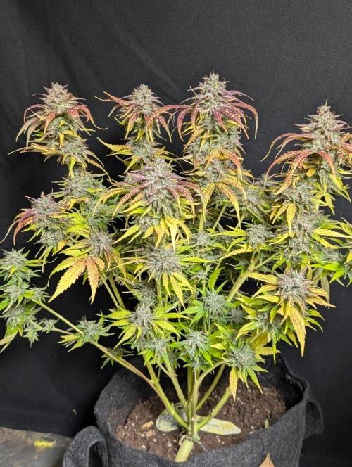 Guava X Gelato 41 x3. Week 11 - 2