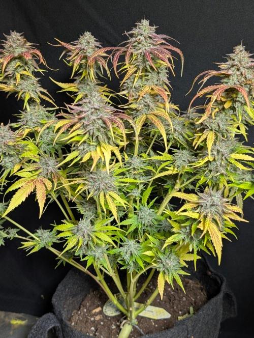 Guava X Gelato 41 x3. Week 11