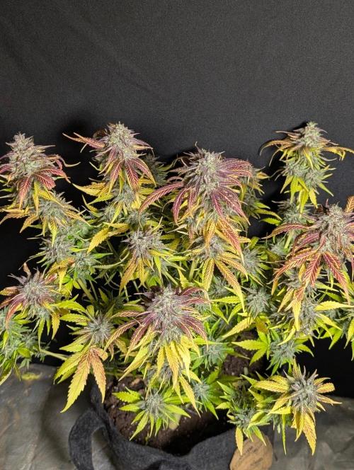 Guava X Gelato 41 x3. Week 11