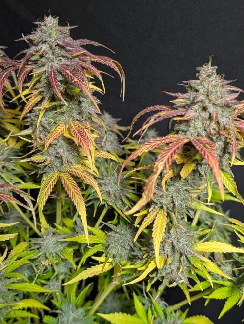 Guava X Gelato 41 x3. Week 11