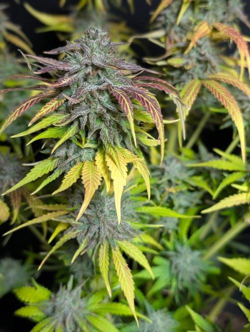 Guava X Gelato 41 x3. Week 11