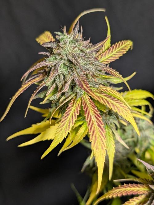 Guava X Gelato 41 x3. Week 11