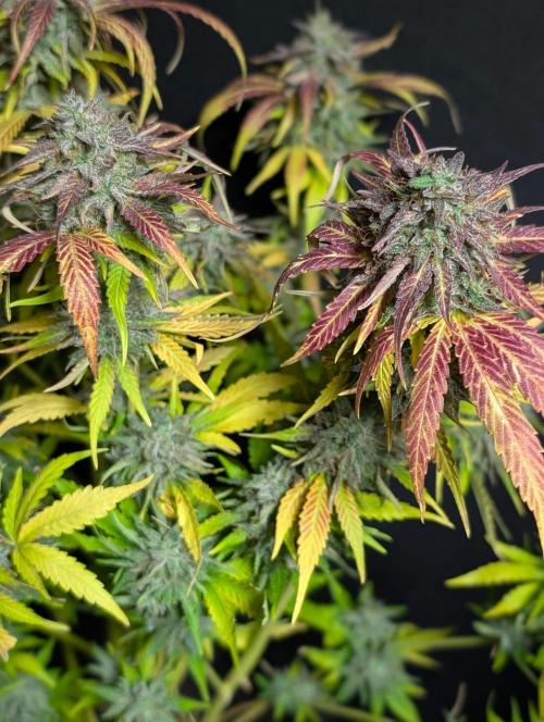 Guava X Gelato 41 x3. Week 11