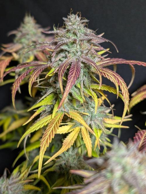 Guava X Gelato 41 x3. Week 11