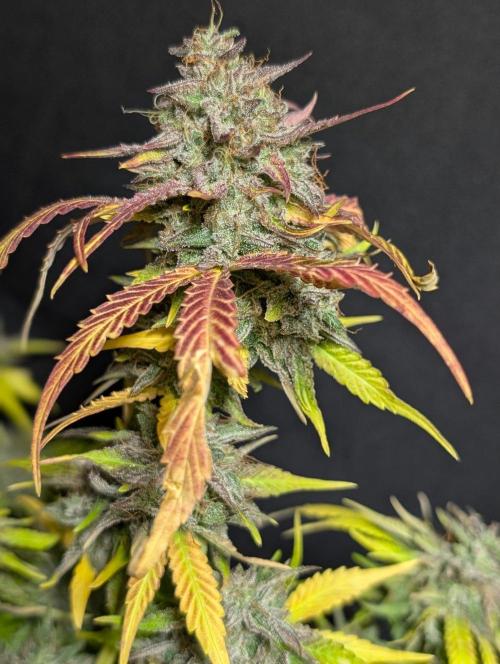 Guava X Gelato 41 x3. Week 11