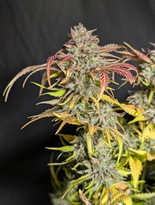 Guava X Gelato 41 x3. Week 11