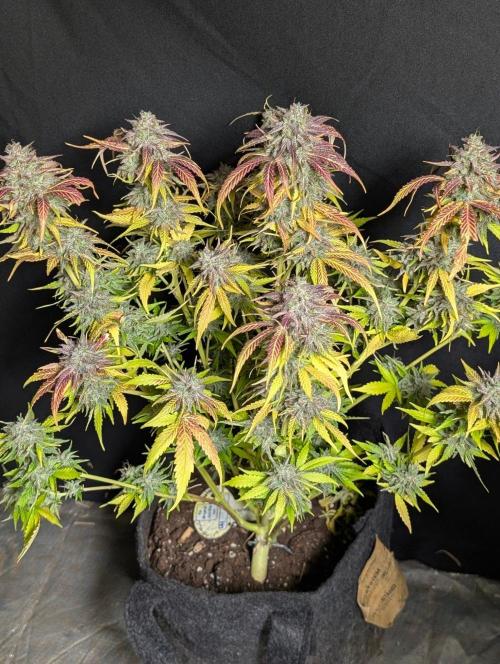 Guava X Gelato 41 x3. Week 11