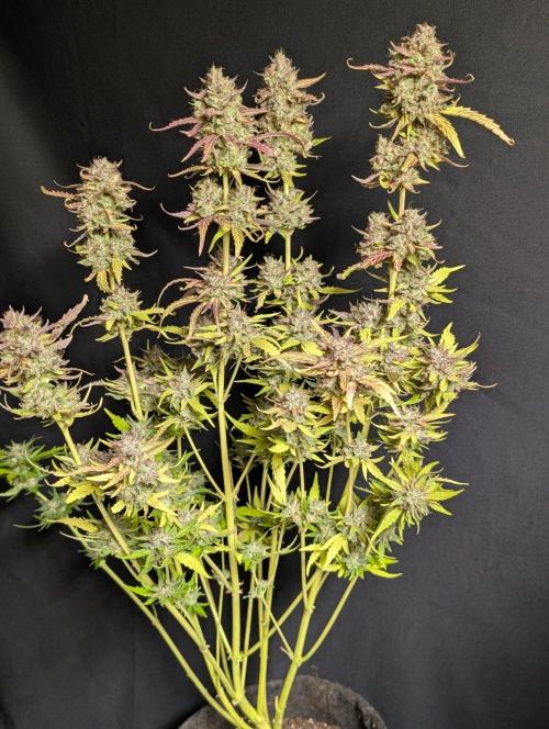 Guava X Gelato 41 x3. Week 11 - 3