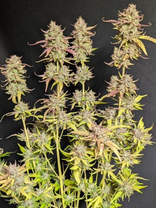 Guava X Gelato 41 x3. Week 11