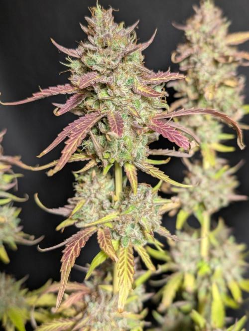 Guava X Gelato 41 x3. Week 11