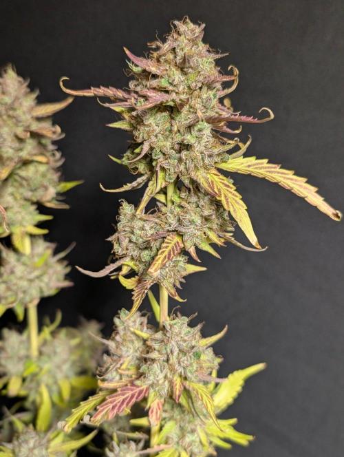 Guava X Gelato 41 x3. Week 11