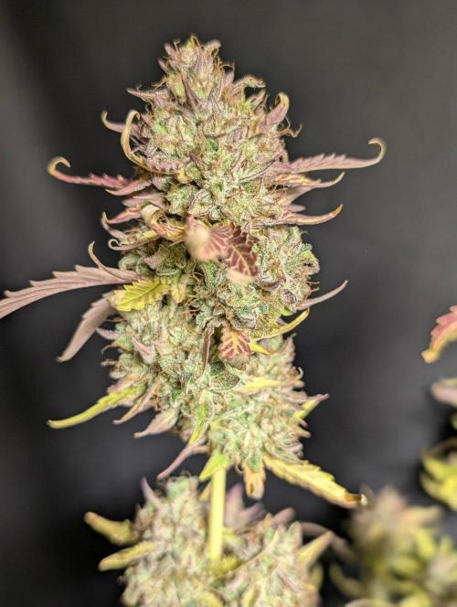 Guava X Gelato 41 x3. Week 11