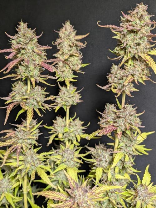 Guava X Gelato 41 x3. Week 11