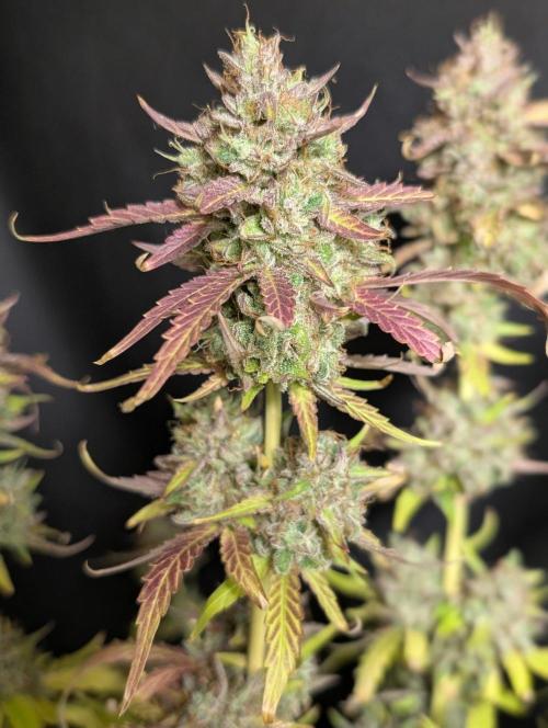 Guava X Gelato 41 x3. Week 11