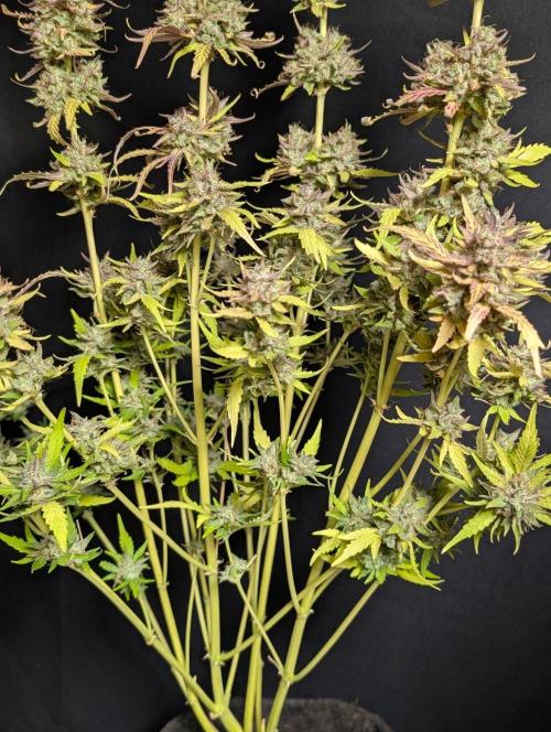 Guava X Gelato 41 x3. Week 11