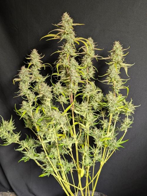Guava X Gelato 41 x3. Week 11 - 1