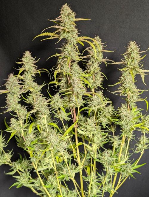 Guava X Gelato 41 x3. Week 11