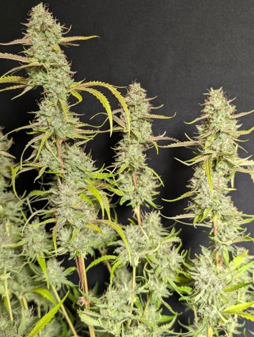 Guava X Gelato 41 x3. Week 11