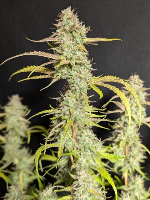 Guava X Gelato 41 x3. Week 11