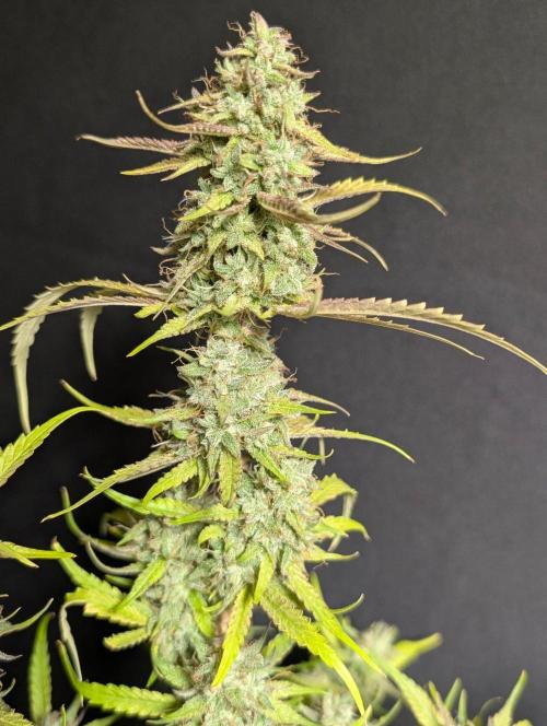 Guava X Gelato 41 x3. Week 11