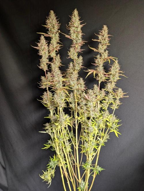 Guava X Gelato 41 x3. Week 11 - 2