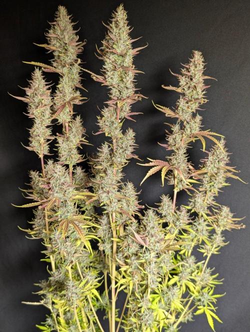 Guava X Gelato 41 x3. Week 11