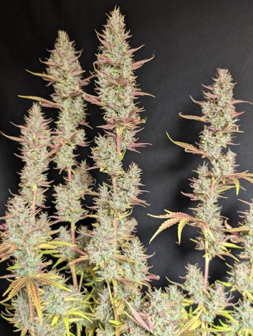 Guava X Gelato 41 x3. Week 11