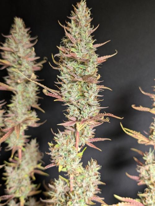 Guava X Gelato 41 x3. Week 11