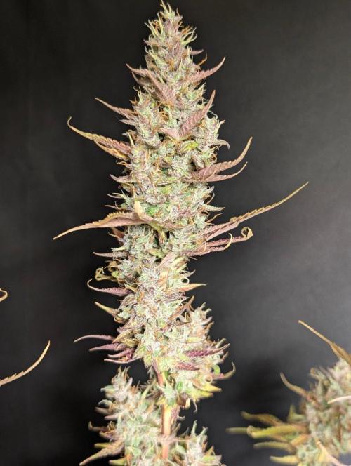 Guava X Gelato 41 x3. Week 11