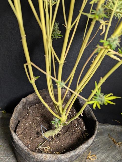 Guava X Gelato 41 x3. Week 11