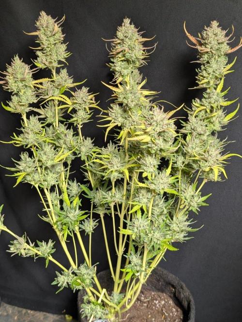 Guava X Gelato 41 x3. Week 11 - 3