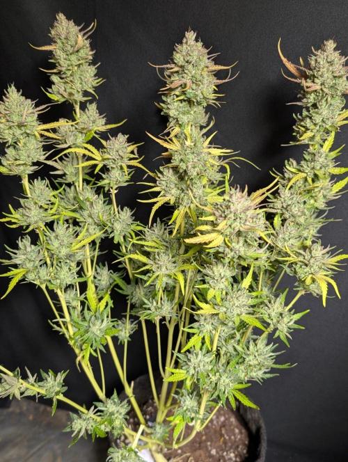Guava X Gelato 41 x3. Week 11