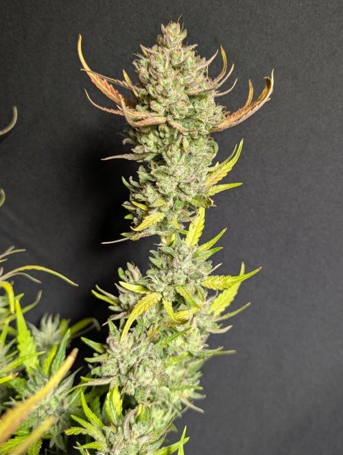 Guava X Gelato 41 x3. Week 11