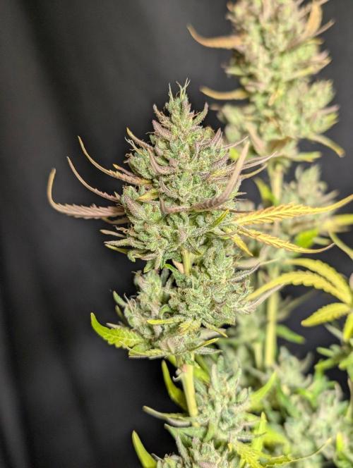 Guava X Gelato 41 x3. Week 11