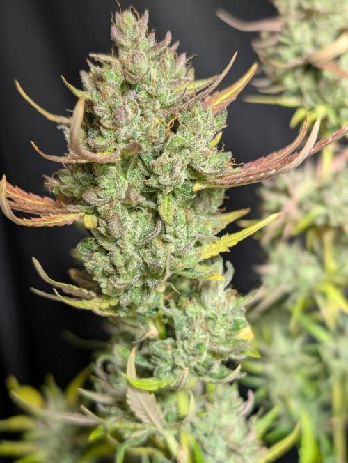 Guava X Gelato 41 x3. Week 11
