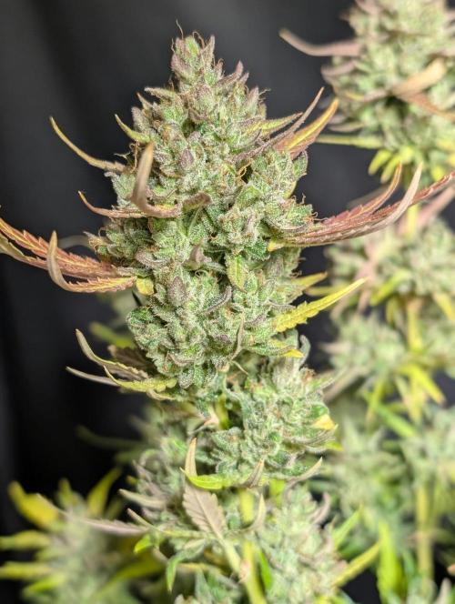 Guava X Gelato 41 x3. Week 11