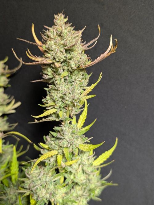 Guava X Gelato 41 x3. Week 11
