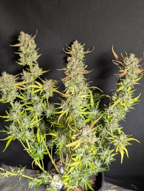 Guava X Gelato 41 x3. Week 11