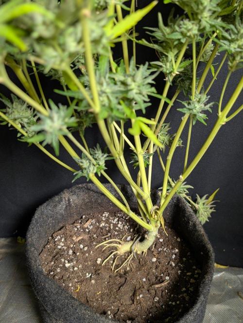 Guava X Gelato #41 Auto. Week 11