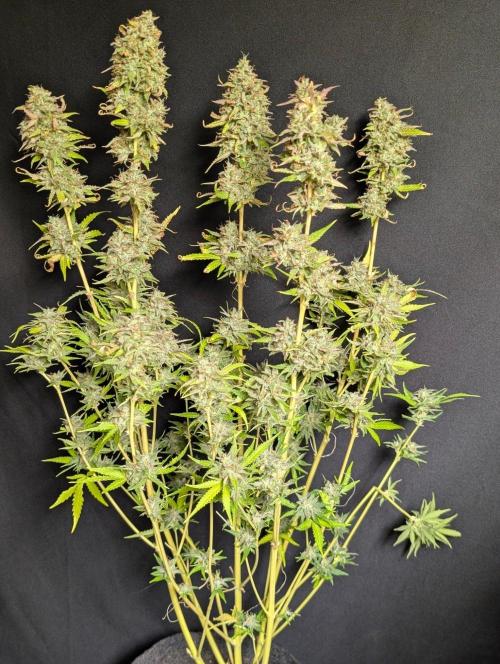 Guava X Gelato 41 x3. Week 11 - 4 