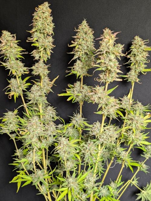 Guava X Gelato 41 x3. Week 11