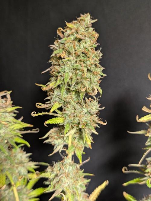 Guava X Gelato 41 x3. Week 11