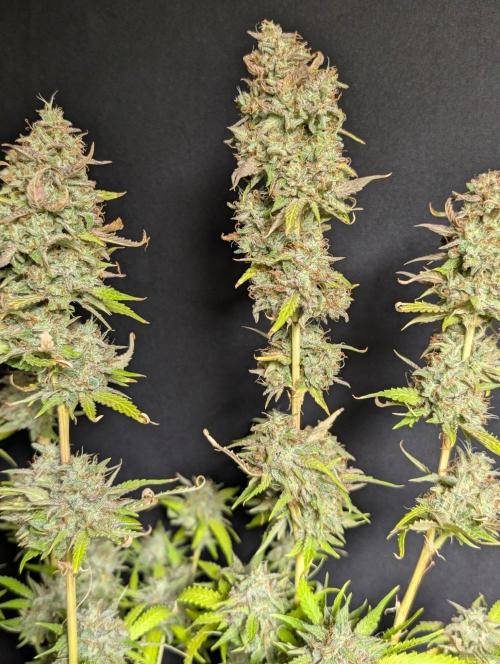 Guava X Gelato 41 x3. Week 11