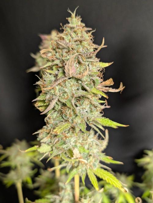 Guava X Gelato 41 x3. Week 11