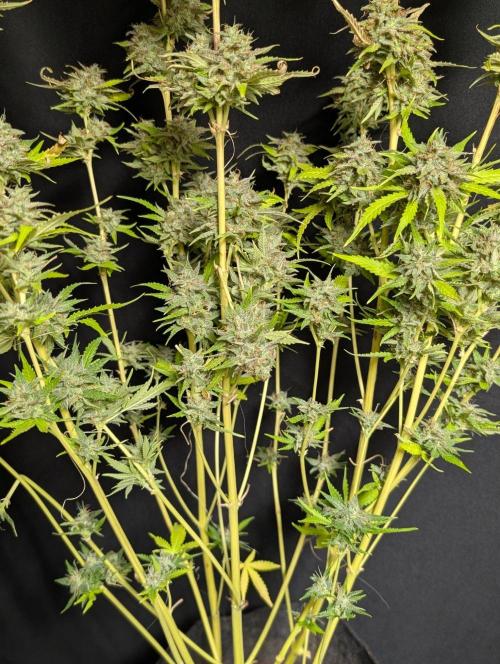 Guava X Gelato 41 x3. Week 11