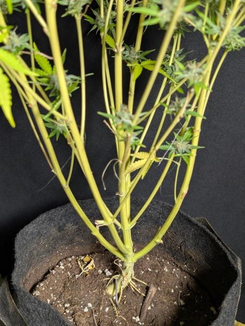 Guava X Gelato #41 Auto. Week 11