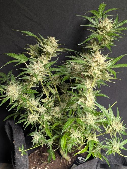 Chemical Candy Auto x3. Week 11 - 1