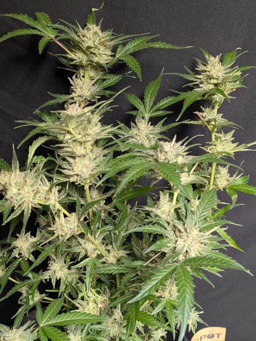 Chemical Candy Auto x3. Week 11