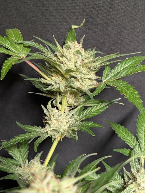 Chemical Candy Auto x3. Week 11