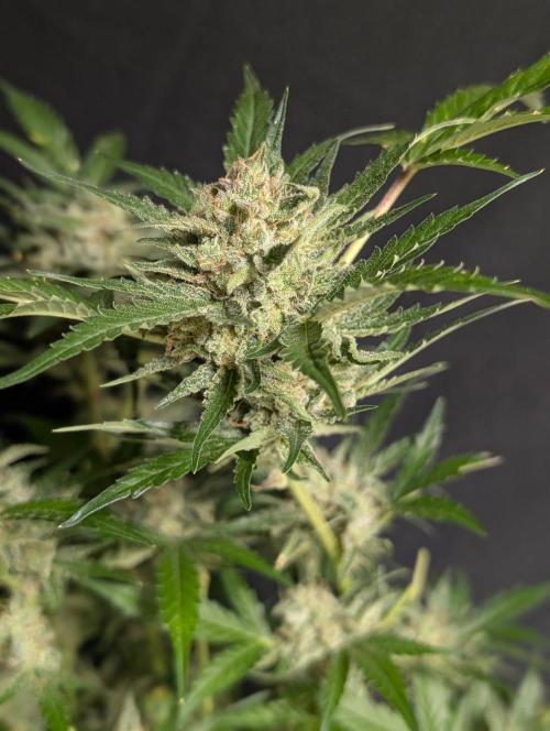Chemical Candy Auto x3. Week 11